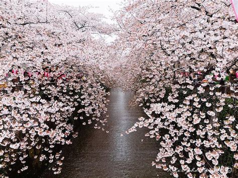 Spectacular Spring Photos Of Cherry Blossoms In Japan