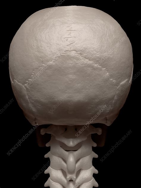 Illustration Of Human Skull Back View Stock Image C0249916