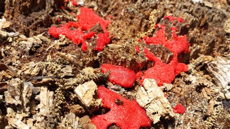 Bright Red Fungus Se Pennsylvania Growing On An Old Stump Rmycology