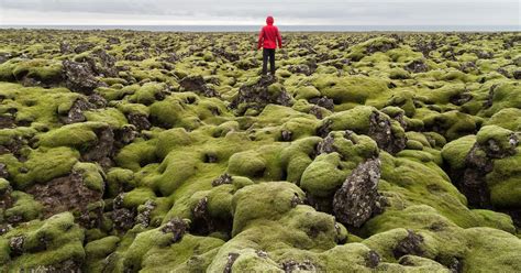 Explore The Mossy Lava Fields Near Grindavik Suðurstrandarvegur Iceland