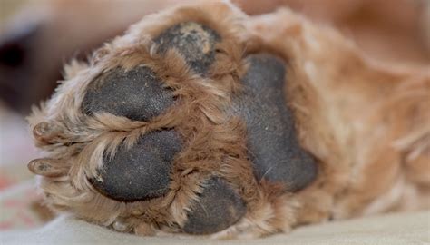 Hyperkeratosis In Dogs 6 Ways To Prevent It And Treat It We Are The Pet