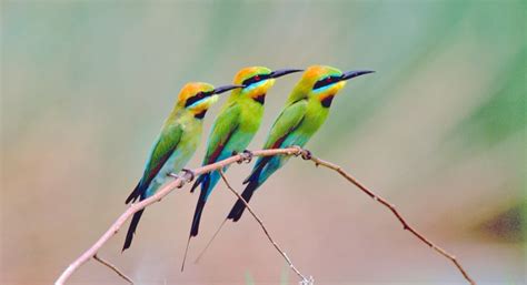 Australias Top 10 Most Beautifully Coloured Birds Australian