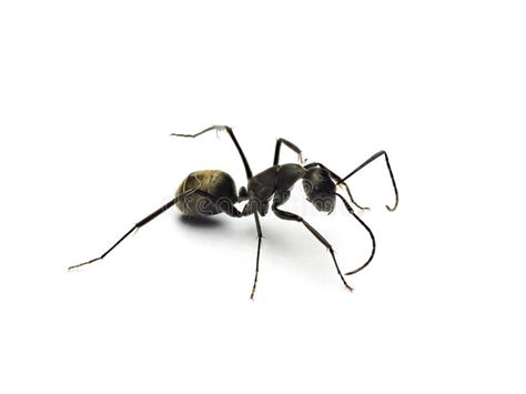 Black Ant Isolated On White Background Stock Image Image Of Macro