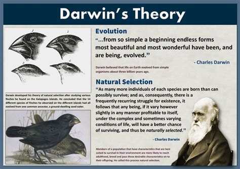 Darwin Theory Of Natural Selection Worksheet ~ Top News