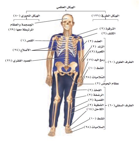 الجهاز الهيكلي والعضلي