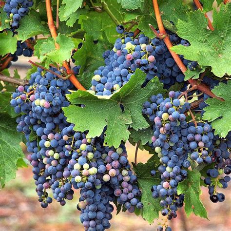 Blue Grapes Beautiful Fruits Wine Vineyards Growing Grapes