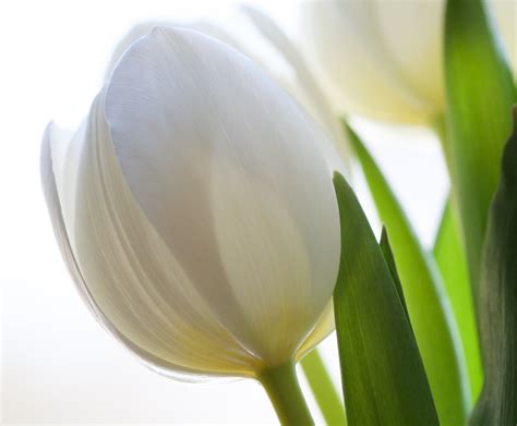 White Tulip Flower Wallpaper Gambar Bunga