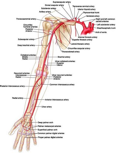 Upper Extremity Arteries Diagram Illustrations Of The Blood Vessels