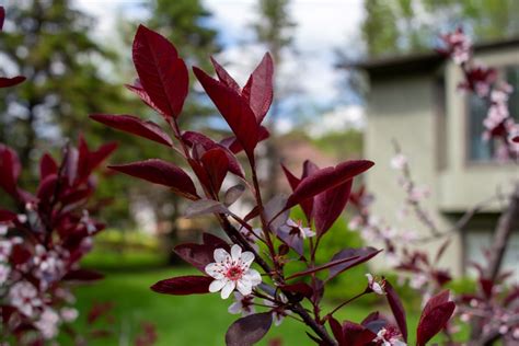 Purpleleaf Sand Cherry Shrub For Sale Buying And Growing Guide