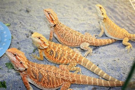 Beautiful Bearded Dragons Bearded Dragon Lizard Pets