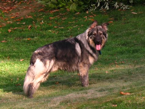 Extreme Dog Breeds American Alsatian