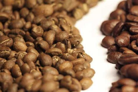 perbedaan kopi arabika  robusta   nih selera lo