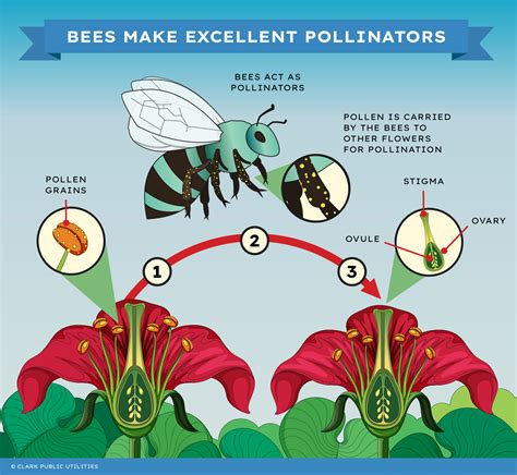 What Are Pollinators Why Pollinators Are Important To Our Ecosystem Clark Public Utilities