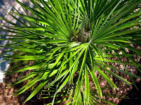 What To Do With Cold Damaged Palms Tampa Fl Patch