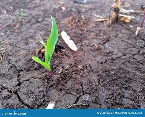 Corn Plants Start To Grow In The Fields Stock Photo Image Of Grow