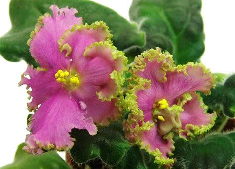 Violet is a secondary color. 20 Different African Violet Varieties (Photos) - Garden ...