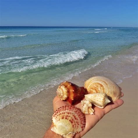 The 5 Best Beaches In Florida For Shells Of All Time Best Beach In Images