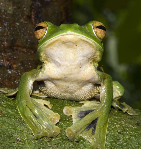 New Flying Frog Found In Vietnam The Japan Times
