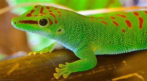 Madagascar Giant Day Gecko This Lizard Typically Reaches A Flickr