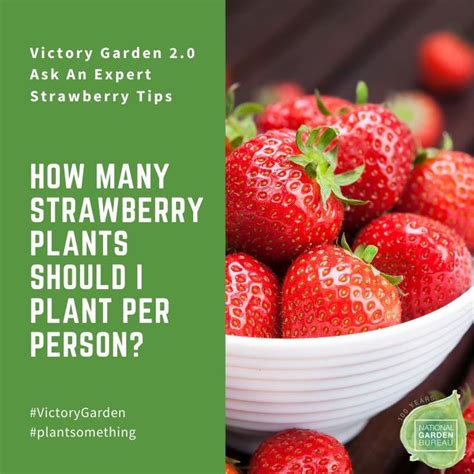 Ask The Experts Growing Strawberries In Your Victory Garden 20