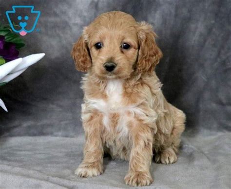 We are the best breeders in the area because of the excellent customer service we our outreach grows each year; Cockapoo Puppies For Adoption