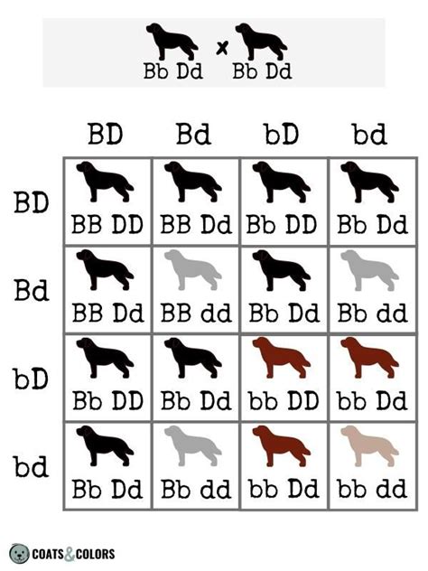 Punnett Squares Inheritance Of Coat Color Coats And Colors