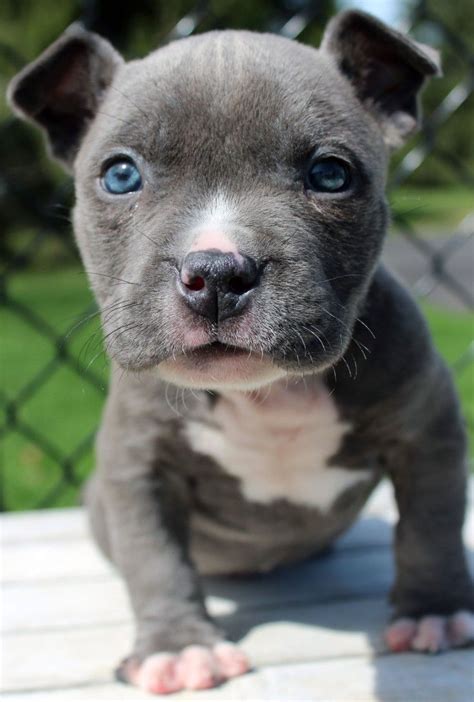 Xxl bully pitbull puppies at top blue kennels we breed xxl pit bulls/ xl bullies. #pitbullpuppiesforsale | Blue nose pitbull puppies ...