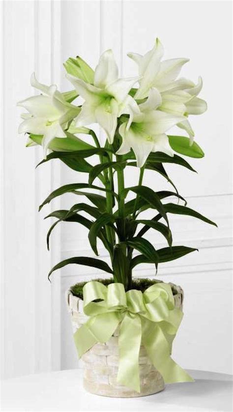 Your Potted Easter Lily Plant Isnt Just A Decoration For Easter Learn
