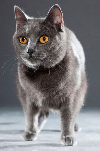 18 Rare Cat Breeds From Around The World Youve Never