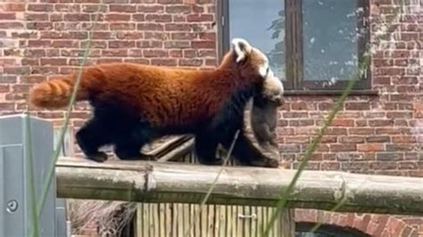 Pandas Bbc News