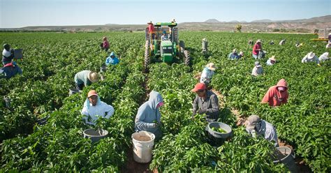 Hatch Chile Producers Harvest Win In Court Decision