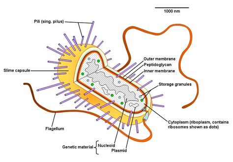 Prokaryotic Cell Diagrams 101 Diagrams