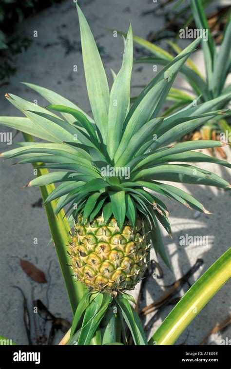 Caribbean Pineapple Growing On Plant Stock Photo Alamy