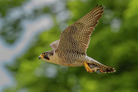 Peregrine Falcon In Flight 4 Photograph By Morris Finkelstein Fine