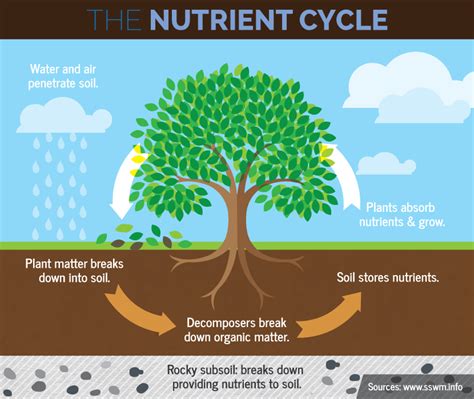 Ms Rainos Science Classroom The Nutrient Cycles By Arissa