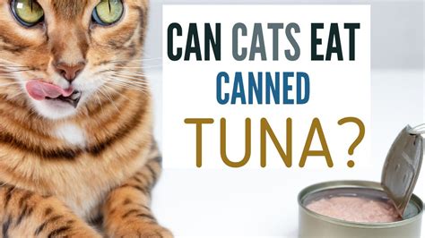 Can Cats Eat Canned Tuna Youtube