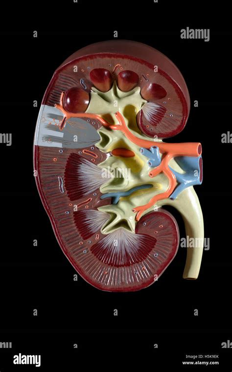 Anatomical Model Of A Kidney Stock Photo Alamy