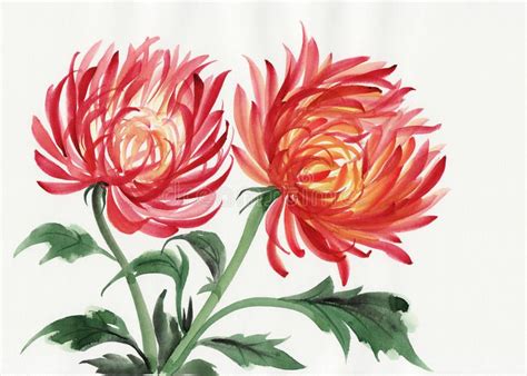 Chrysanthemum Flower Watercolor Painting Of Chrysanthemum Asian Style