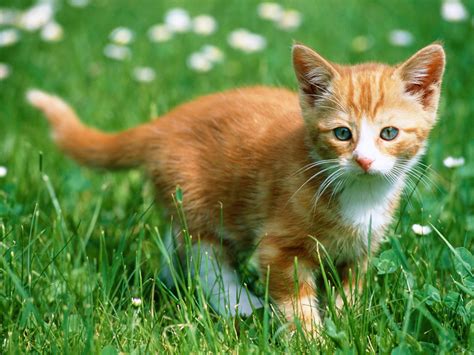 Tiptop 3d And Hd Wallpapers Collection Beautiful Cats Wallpapers