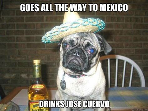 Goes All The Way To Mexico Drinks Jose Cuervo Vacation Dog Quickmeme
