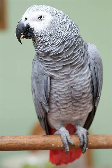 Grey African parrot | African parrot, Parrot, Animals