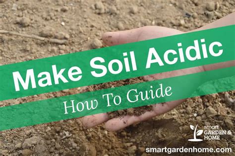 7 Ways For How To Make Soil Acidic Smart Garden And Home