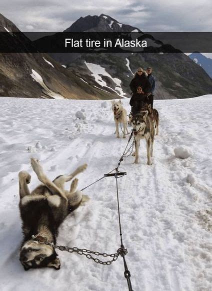 48 Trendy Funny Dogs In Snow Hilarious Funny Husky Meme Funny Dog