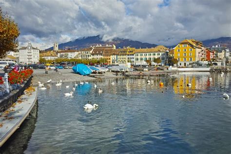 Swans Swimming In Lake Geneva Town Of Vevey Canton Of Vaud Editorial