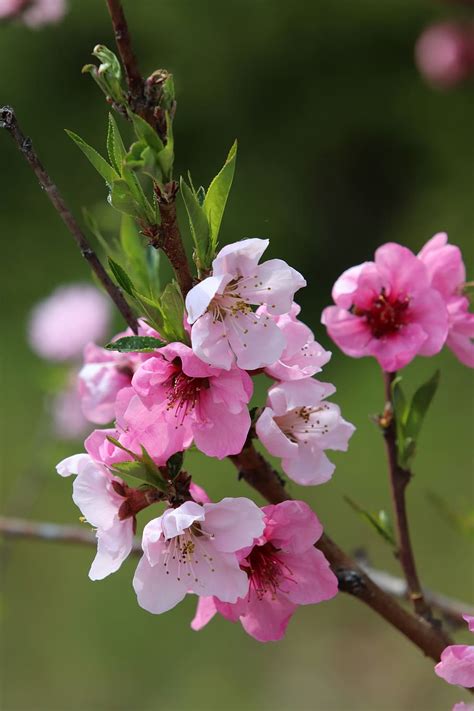1366x768px Free Download Hd Wallpaper Spring Copy Flower Peach