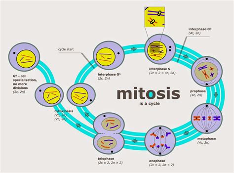 Ciclo Celularpptx Mitosis Mitosis Images Porn Sex Picture