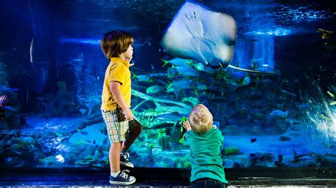 Sea Life Kansas City Aquarium — Photos Where Is It Description