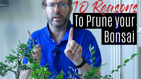 Bonsai Care How To Prune Your Bonsai Tree Part 1 Youtube