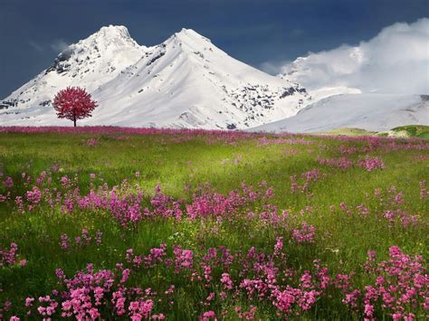 Spring Landscape Awakening Of Nature A Field Of Purple Spring Flowers