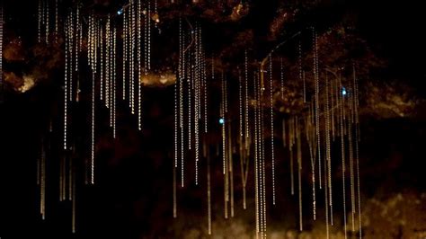 Tamborine Mountain Glow Worm Caves Are Located At Cedar Creek Estate